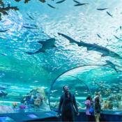 Sharjah Aquarium